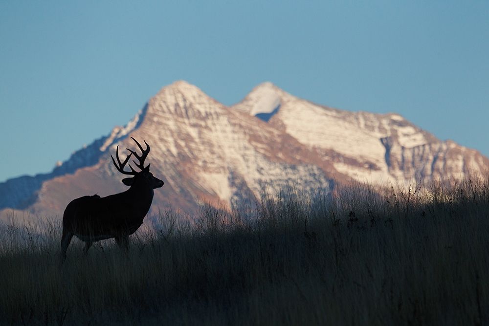Wall Art Painting id:404081, Name: White-tail Deer Silhouette-Mission Mountains, Artist: Archer, Ken
