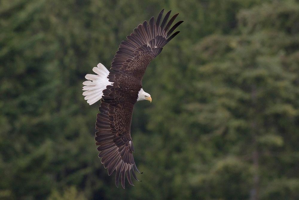 Wall Art Painting id:404083, Name: Bald Eagle, Artist: Archer, Ken