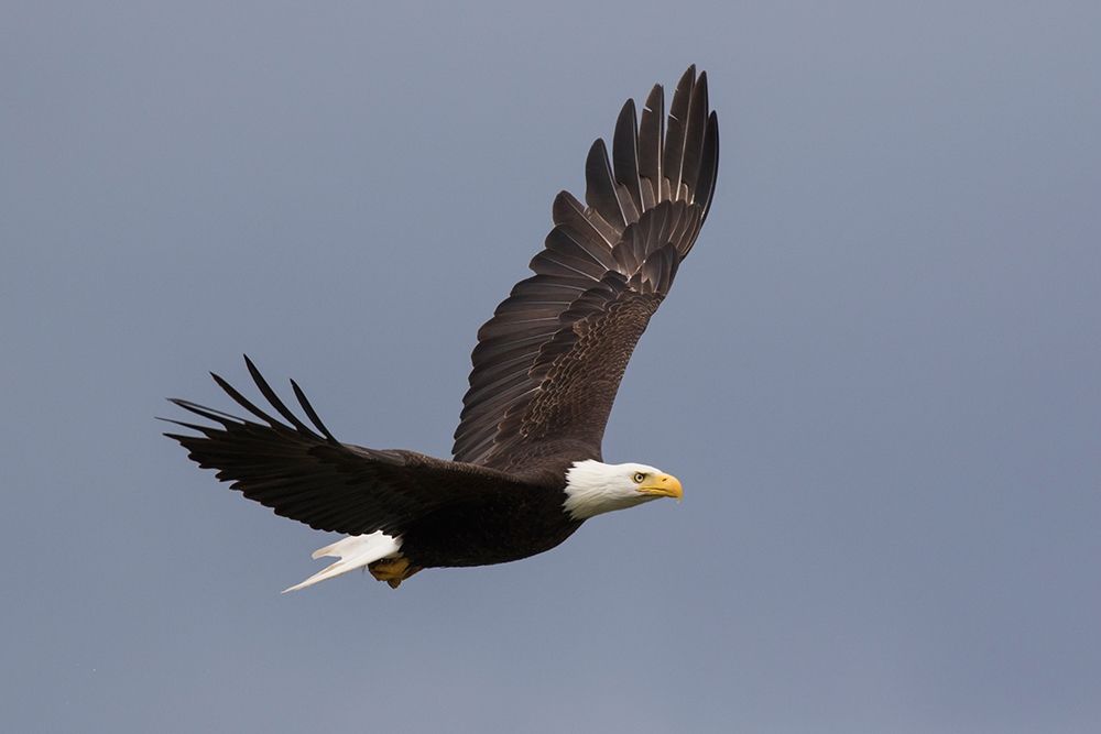 Wall Art Painting id:404084, Name: Bald Eagle flying, Artist: Archer, Ken