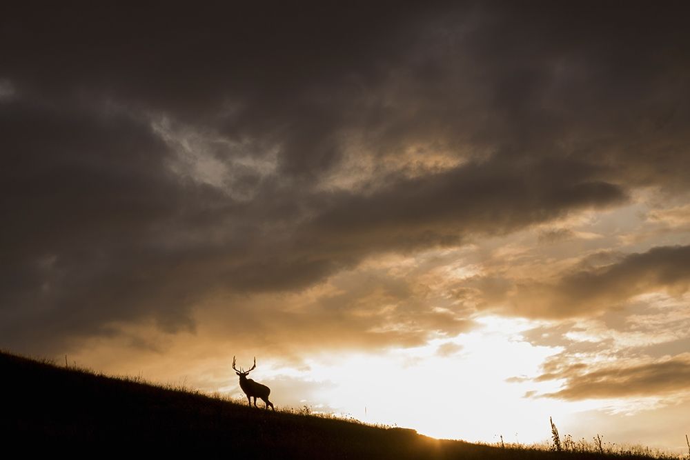 Wall Art Painting id:404101, Name: Bull Elk-sunset storm clouds, Artist: Archer, Ken