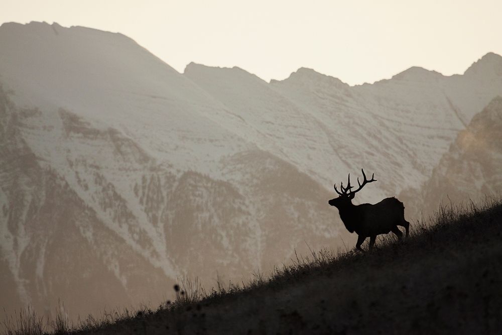 Wall Art Painting id:404105, Name: Bull Elk-Sunset Silhouette, Artist: Archer, Ken