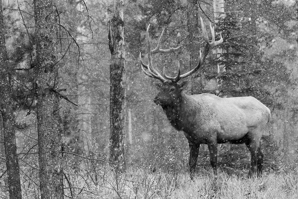 Wall Art Painting id:404107, Name: Bull Elk-autumn snow, Artist: Archer, Ken