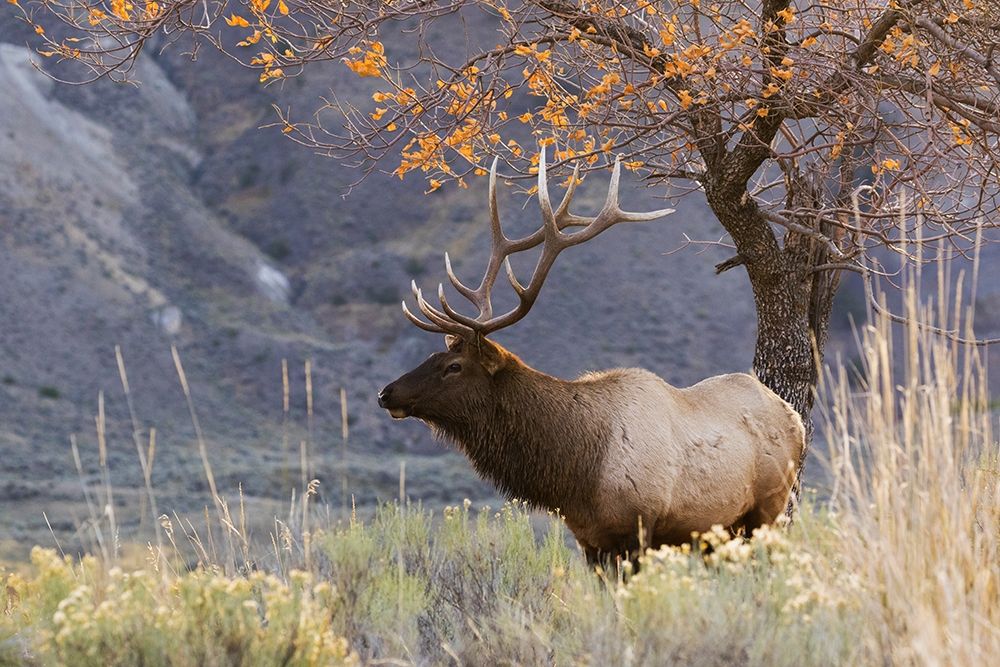 Wall Art Painting id:404112, Name: Rocky Mountain Bull Elk-Autumn Morning, Artist: Archer, Ken