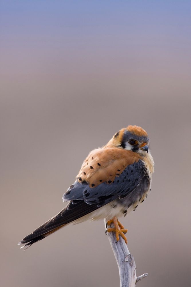 Wall Art Painting id:404117, Name: American Kestrel, Artist: Archer, Ken