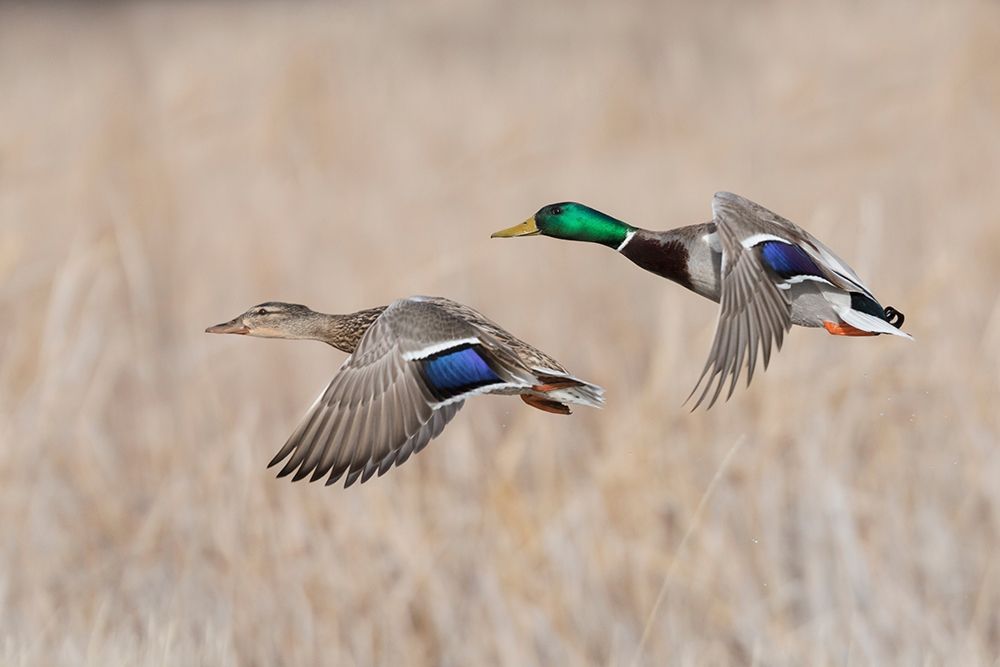 Wall Art Painting id:404119, Name: Mallard Duck Pair flying, Artist: Archer, Ken