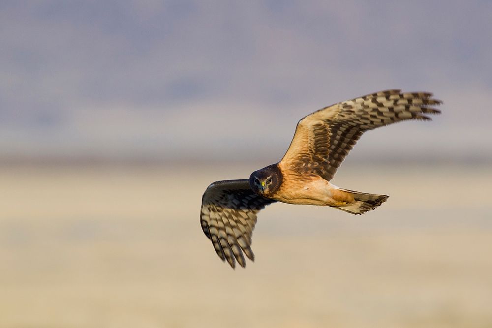 Wall Art Painting id:404127, Name: Northern Harrier Hawk (immature), Artist: Archer, Ken