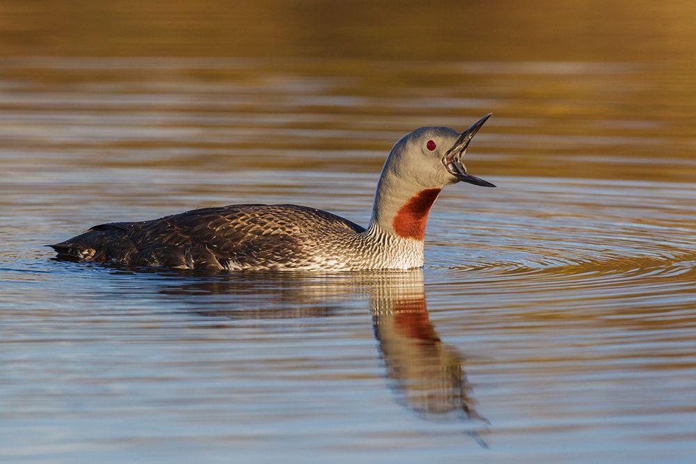 Wall Art Painting id:404132, Name: Red-throated Loon Calling, Artist: Archer, Ken