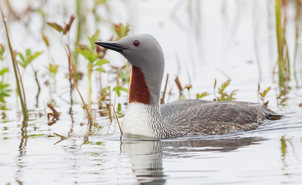 Wall Art Painting id:404134, Name: Red-throated Loon, Artist: Archer, Ken