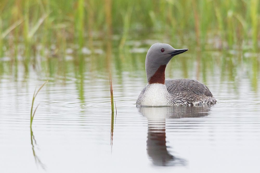 Wall Art Painting id:404135, Name: Red-throated Loon, Artist: Archer, Ken