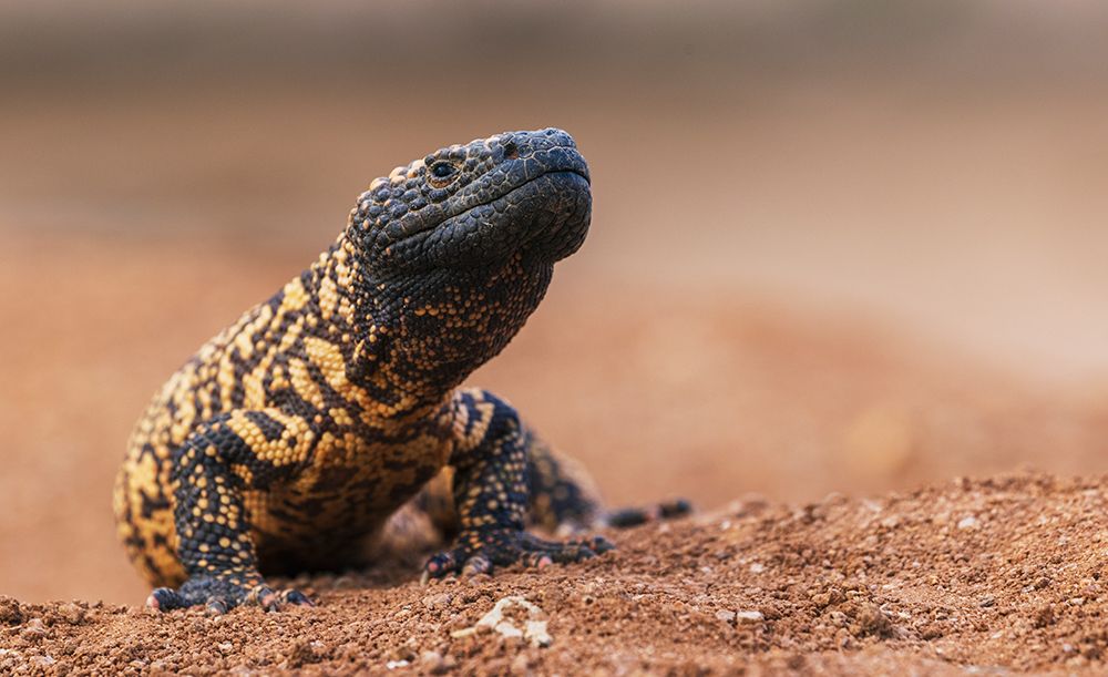 Wall Art Painting id:512733, Name: Gila monster, Artist: Archer, Ken