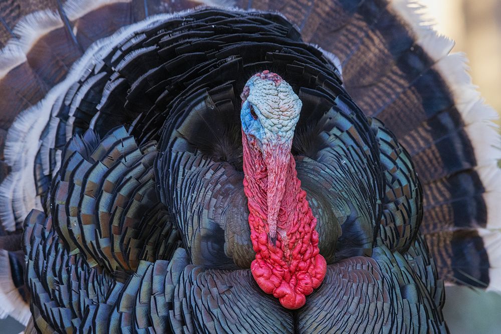 Wall Art Painting id:512744, Name: Merriams turkey courtship display, Artist: Archer, Ken