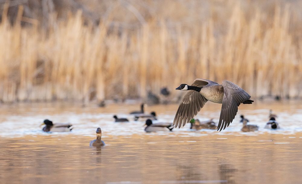 Wall Art Painting id:512773, Name: Canada goose taking flight, Artist: Archer, Ken