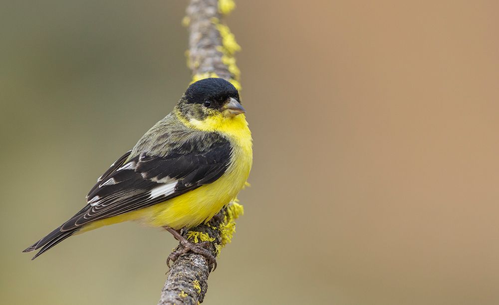 Wall Art Painting id:512809, Name: Lesser goldfinch, Artist: Archer, Ken