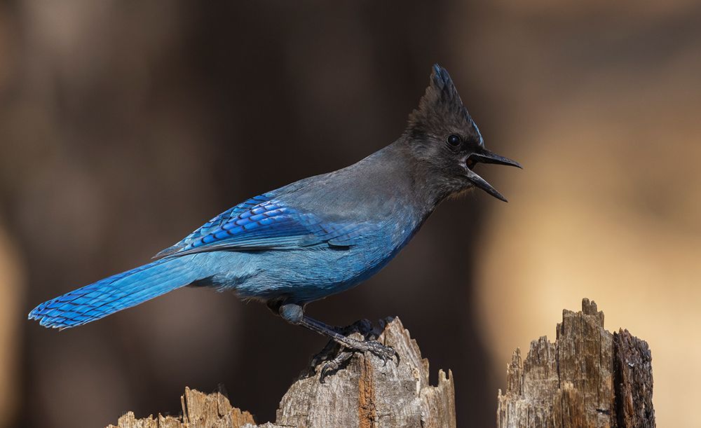 Wall Art Painting id:512815, Name: Stellers jay, Artist: Archer, Ken