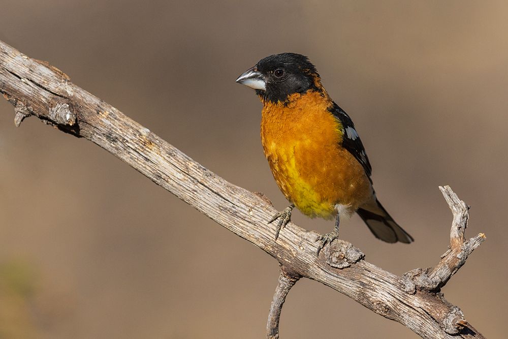 Wall Art Painting id:651593, Name: Black-headed grosbeak, Artist: Archer, Ken