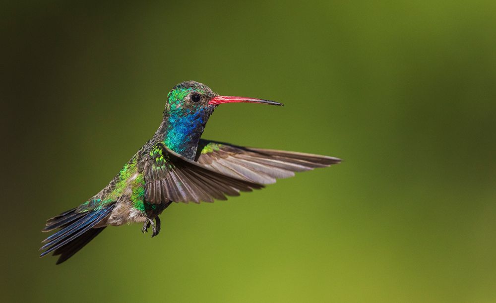 Wall Art Painting id:651594, Name: Broad-billed hummingbird, Artist: Archer, Ken