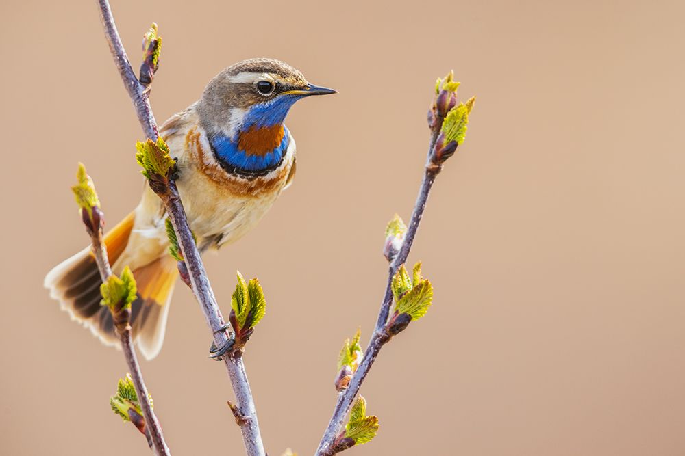 Wall Art Painting id:651626, Name: Bluethroat-checking on his territory, Artist: Archer, Ken