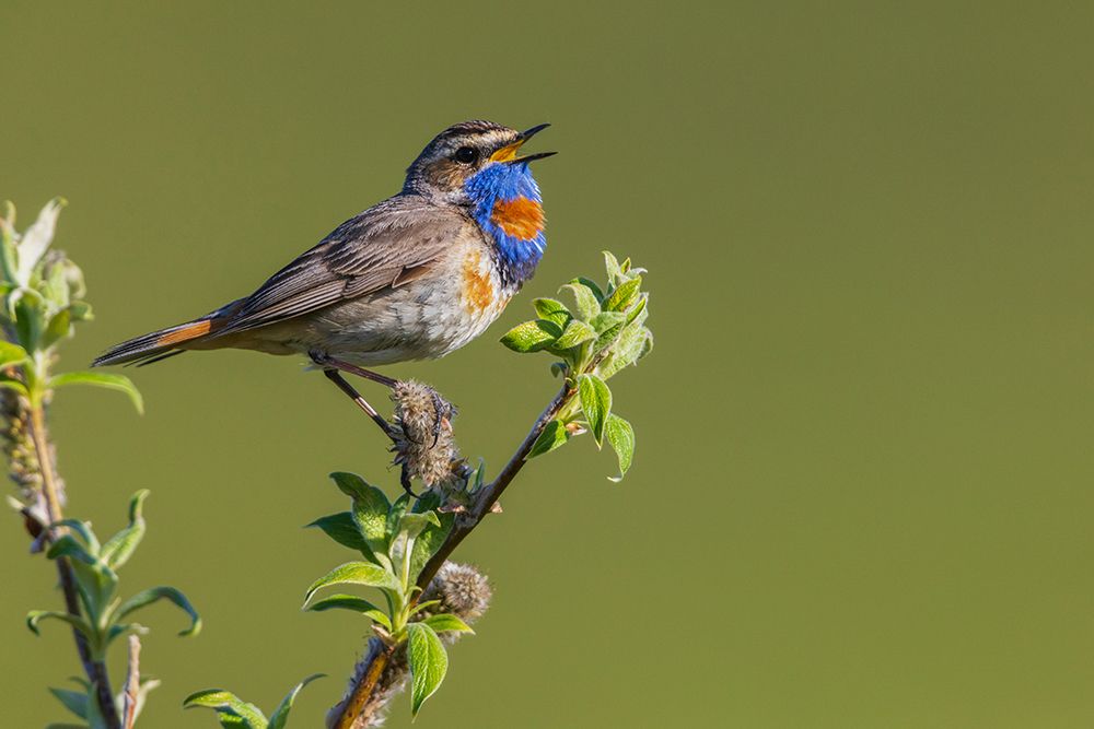 Wall Art Painting id:651627, Name: Bluethroat-territory song on the arctic tundra-Seward Peninsula-Alaska-USA, Artist: Archer, Ken