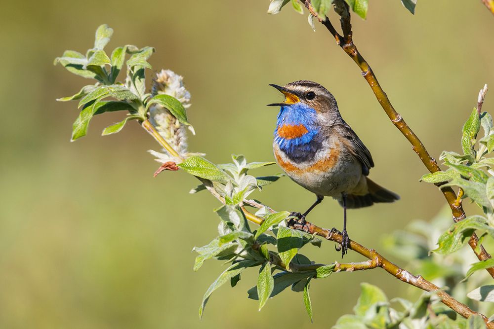 Wall Art Painting id:651628, Name: Bluethroat singing-his territory song on the arctic tundra USA-Alaska-Seward Peninsula, Artist: Archer, Ken