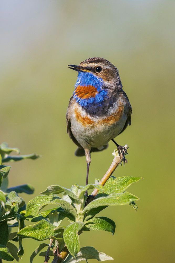 Wall Art Painting id:651629, Name: Bluethroat-territory song of the arctic tundra of the Seward Peninsula-USA-Alaska, Artist: Archer, Ken