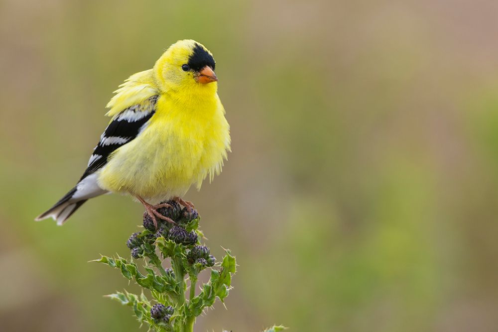 Wall Art Painting id:651667, Name: American goldfinch atop thistle buds-USA-Washington State, Artist: Archer, Ken