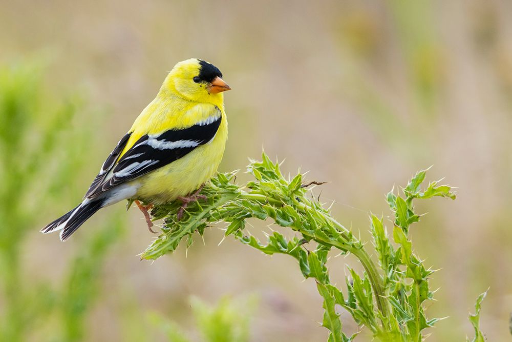 Wall Art Painting id:651668, Name: American goldfinch atop thistle buds-USA-Washington State, Artist: Archer, Ken