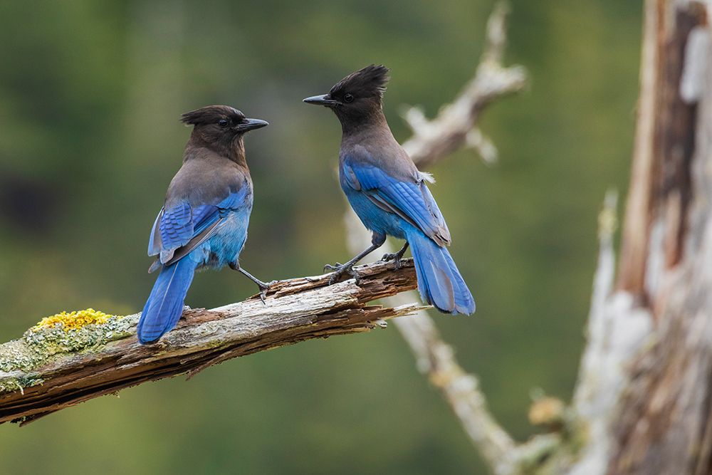 Wall Art Painting id:651802, Name: Stellers jay pair, Artist: Archer, Ken