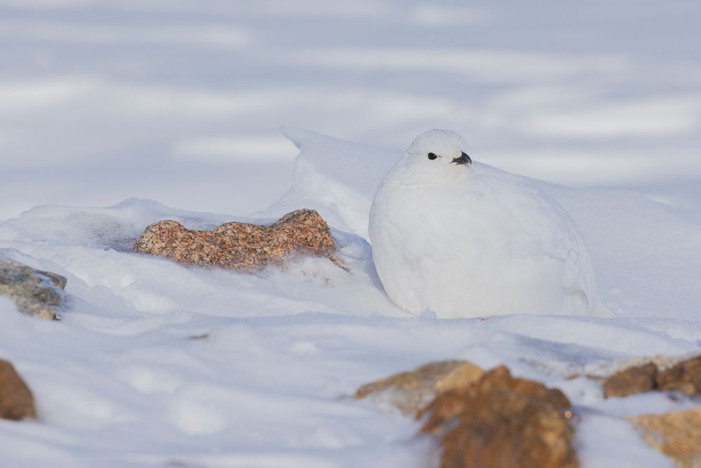 Wall Art Painting id:651866, Name: White-tailed ptarmigan-winter plumage, Artist: Archer, Ken