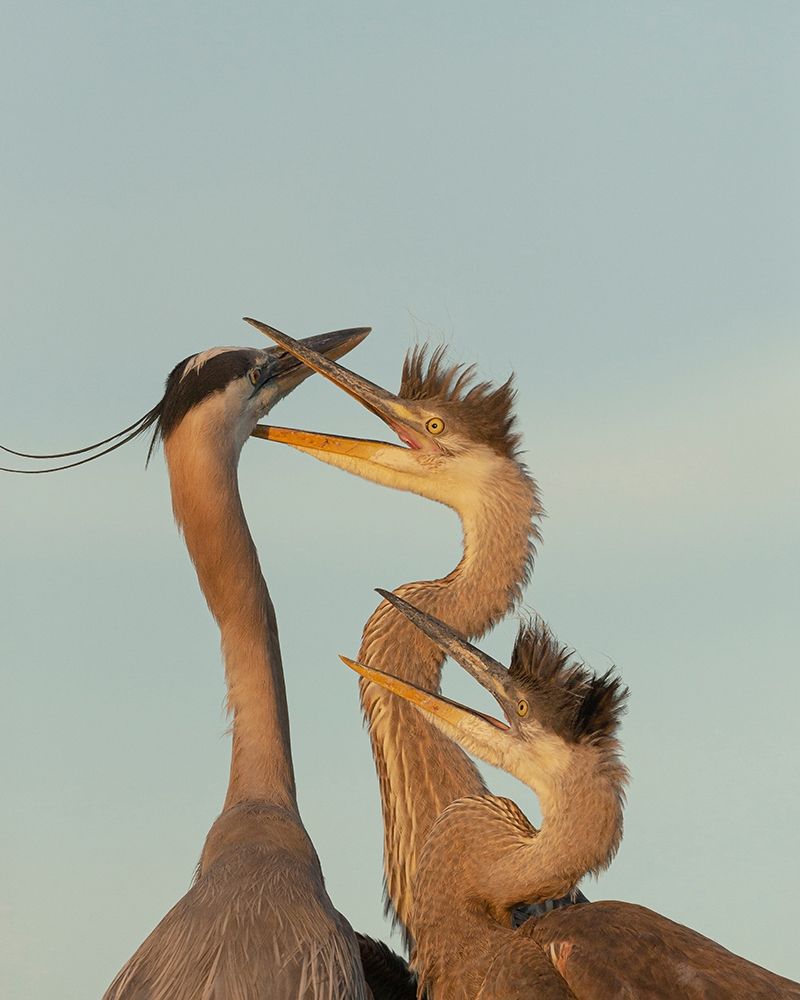 Wall Art Painting id:404164, Name: Great blue heron and chick waiting to be fed, Artist: Pryor, Maresa