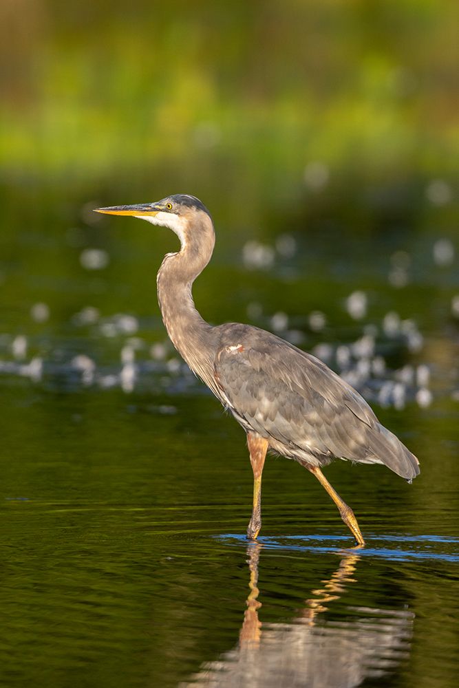 Wall Art Painting id:518862, Name: Great Blue Heron-Ardea Herodias-feeding in wetland Marion County-Illinois, Artist: Day, Richard and Susan