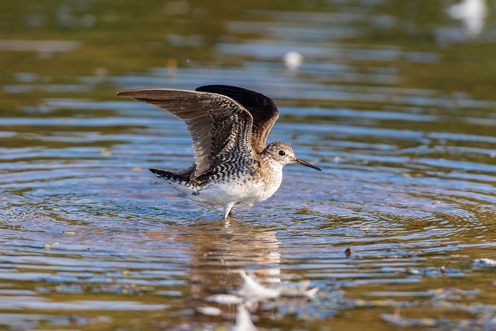 Wall Art Painting id:518866, Name: Solitary Sandpiper-Tringa solitaria-bathing in wetland Marion County-Illinois, Artist: Day, Richard and Susan