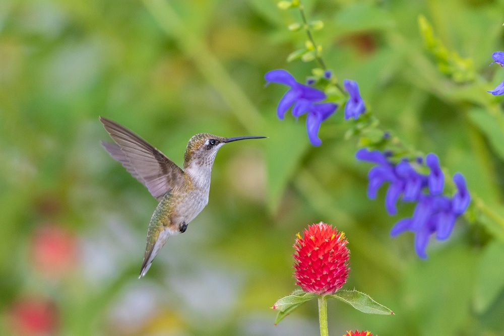 Wall Art Painting id:518867, Name: Ruby-throated Hummingbird-Archilochus colubris-at Blue Ensign Salvia-Salvia guaranitica-Marion Coun, Artist: Day, Richard and Susan