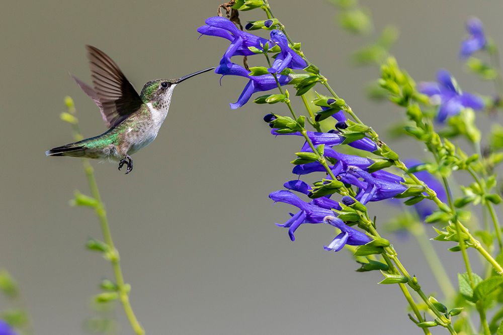 Wall Art Painting id:518868, Name: Ruby-throated Hummingbird-Archilochus colubris-at Blue Ensign Salvia-Salvia guaranitica-Marion Coun, Artist: Day, Richard and Susan