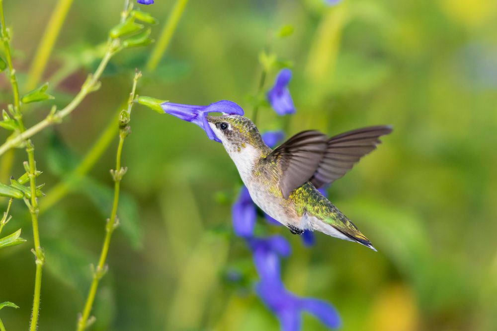 Wall Art Painting id:518869, Name: Ruby-throated Hummingbird-Archilochus colubris-at Blue Ensign Salvia-Salvia guaranitica-Marion Coun, Artist: Day, Richard and Susan