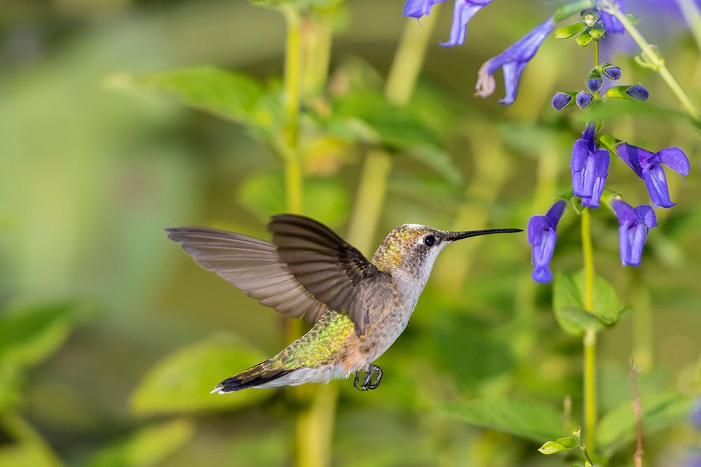 Wall Art Painting id:518870, Name: Ruby-throated Hummingbird-Archilochus colubris-at Blue Ensign Salvia-Salvia guaranitica-Marion Coun, Artist: Day, Richard and Susan