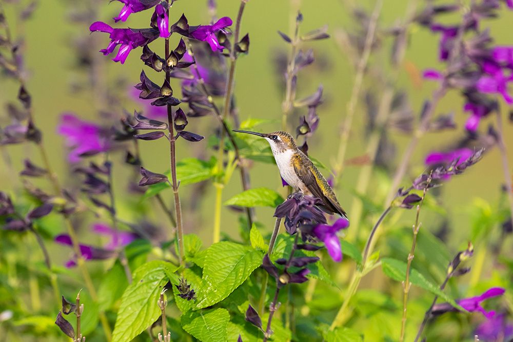 Wall Art Painting id:518871, Name: Ruby-throated Hummingbird-Archilochus colubris-at Salvia Purple and Bloom-Salvia guaranitica-Marion, Artist: Day, Richard and Susan