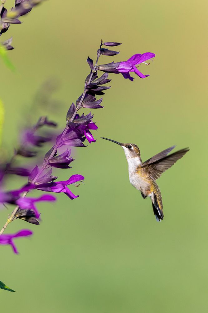 Wall Art Painting id:518872, Name: Ruby-throated Hummingbird-Archilochus colubris-at Salvia Purple and Bloom-Salvia guaranitica-Marion, Artist: Day, Richard and Susan