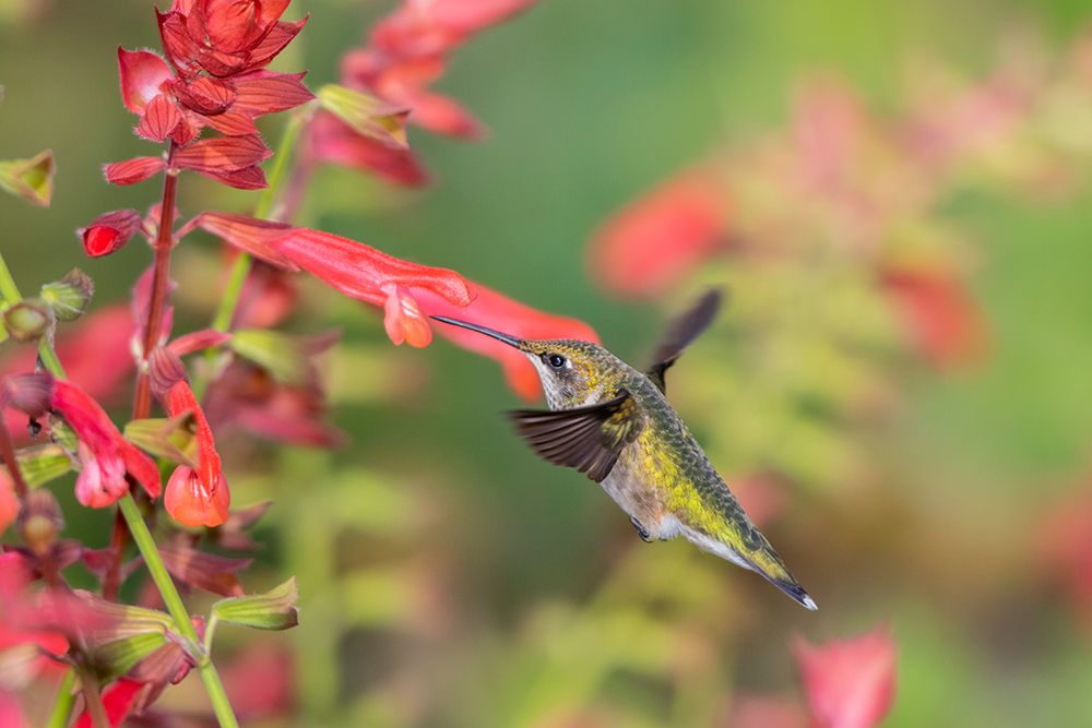 Wall Art Painting id:518873, Name: Ruby-throated Hummingbird-Archilochus colubris-at Skyscraper Orange Salvia-Salvia hybridMarion Coun, Artist: Day, Richard and Susan