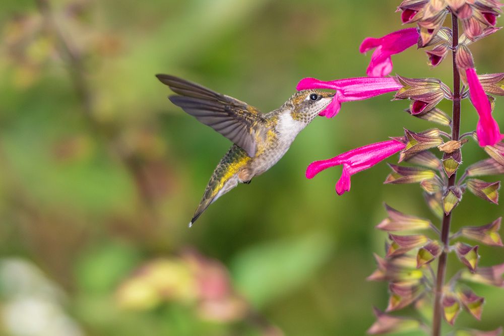 Wall Art Painting id:518874, Name: Ruby-throated Hummingbird-Archilochus colubris-at Salvia Fuchsia Rockin Fuchsia-Salvia hybrid-Mario, Artist: Day, Richard and Susan