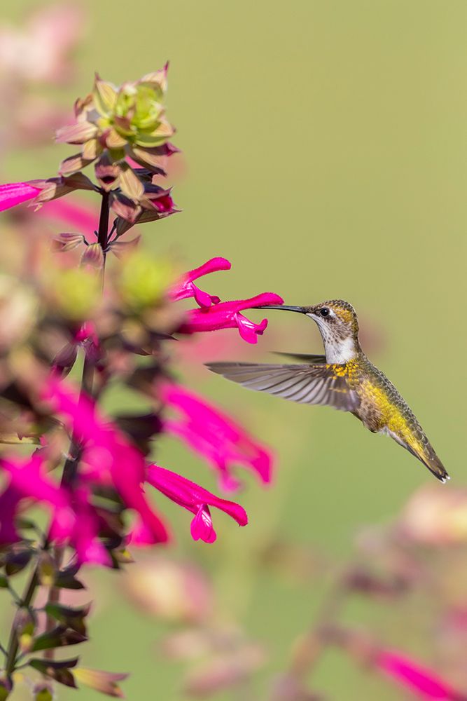 Wall Art Painting id:518875, Name: Ruby-throated Hummingbird-Archilochus colubris-at Salvia Fuchsia Rockin Fuchsia-Salvia hybrid-Mario, Artist: Day, Richard and Susan