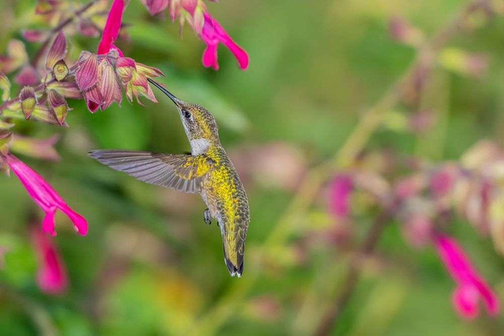 Wall Art Painting id:518876, Name: Ruby-throated Hummingbird-Archilochus colubris-at Salvia Fuchsia Rockin Fuchsia-Salvia hybrid-Mario, Artist: Day, Richard and Susan