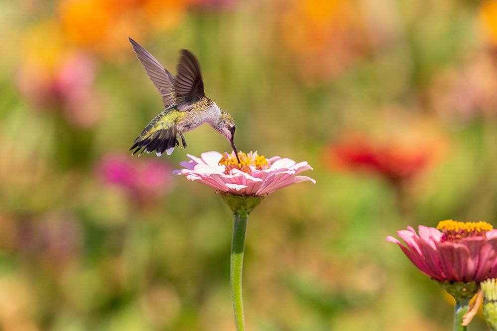 Wall Art Painting id:518881, Name: Ruby-throated Hummingbird-Archilochus colubris-at Zinnias Union County-Illinois, Artist: Day, Richard and Susan