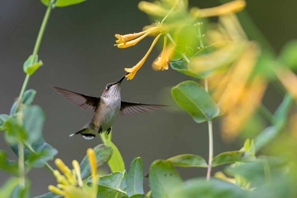 Wall Art Painting id:518883, Name: Ruby-throated Hummingbird-Archilochus colubris-at honeysuckle-Lonicera sempervirens f-sulphurea Joh, Artist: Day, Richard and Susan