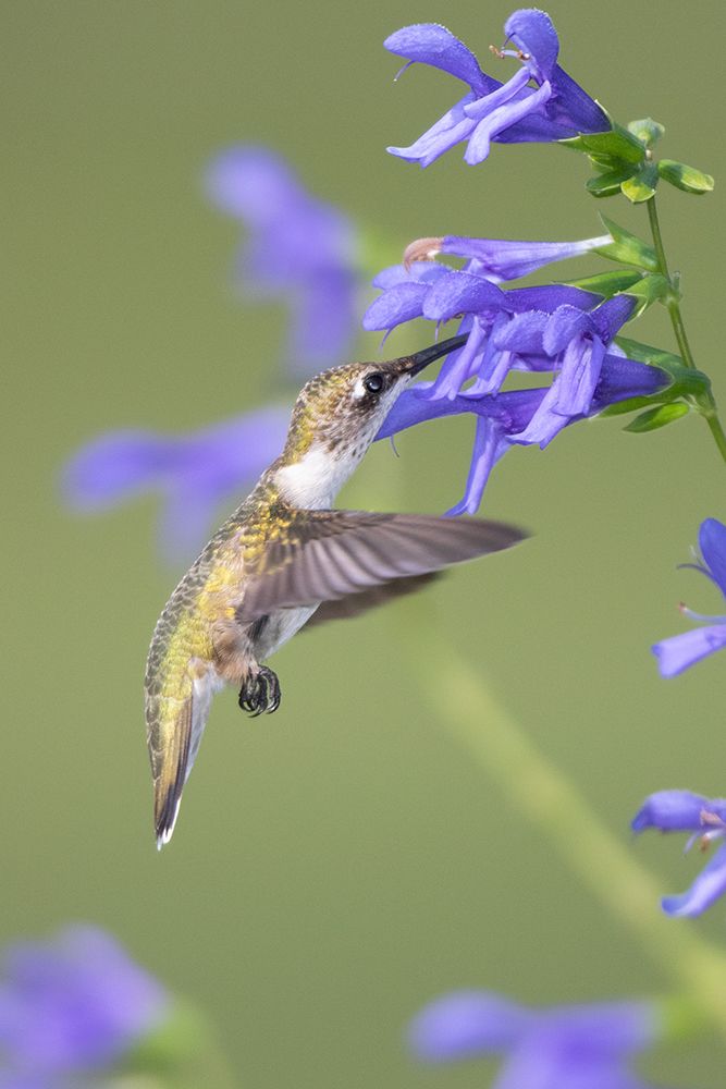 Wall Art Painting id:518884, Name: Ruby-throated Hummingbird-Archilochus colubris-at Blue Ensign Salvia-Salvia guaranitica-Marion Coun, Artist: Day, Richard and Susan