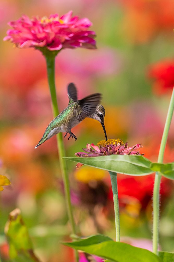 Wall Art Painting id:518885, Name: Ruby-throated Hummingbird-Archilochus colubris-at Zinnias Union County-Illinois, Artist: Day, Richard and Susan