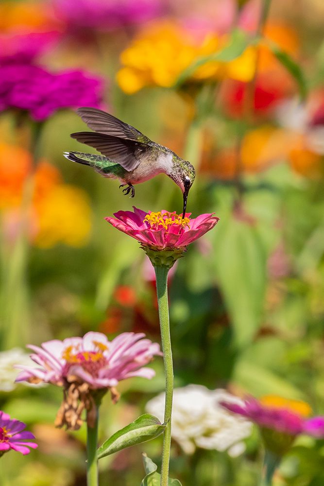 Wall Art Painting id:518886, Name: Ruby-throated Hummingbird-Archilochus colubris-at Zinnias Union County-Illinois, Artist: Day, Richard and Susan