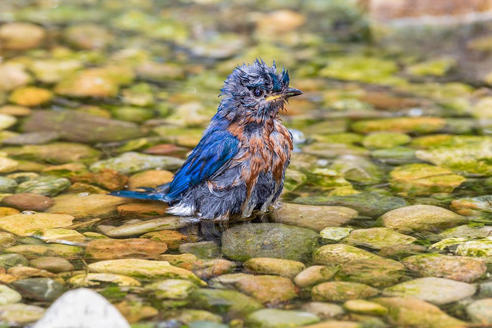 Wall Art Painting id:518888, Name: Eastern Bluebird-Sialia sialis-male bathing Marion County-Illinois, Artist: Day, Richard and Susan