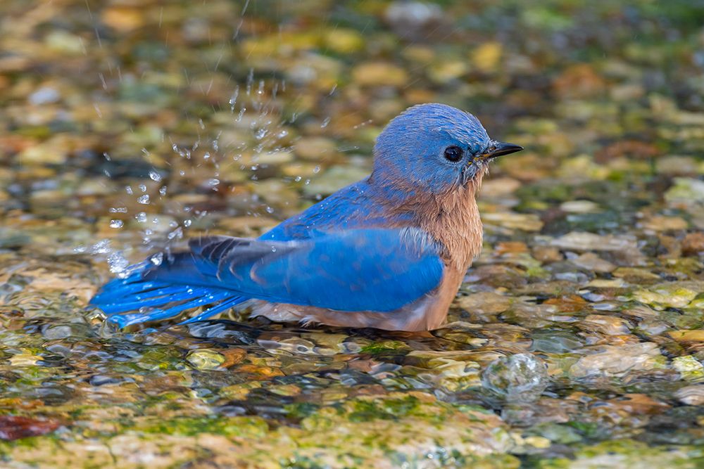 Wall Art Painting id:518889, Name: Eastern Bluebird-Sialia sialis-male bathing Marion County-Illinois, Artist: Day, Richard and Susan