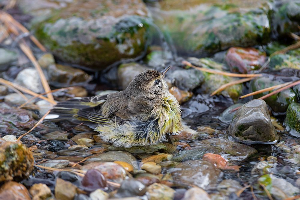 Wall Art Painting id:518891, Name: Palm Warbler-Setophaga palmarum-bathing Marion County-Illinois, Artist: Day, Richard and Susan