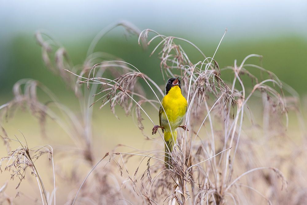 Wall Art Painting id:518893, Name: Common Yellowthroat-Geothlypis trichas-male singing in prairie Marion County-Illinois, Artist: Day, Richard and Susan